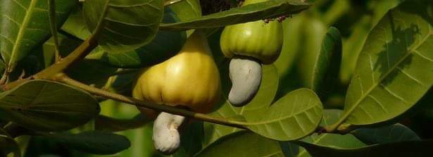 Healthy cashew nuts on its tree